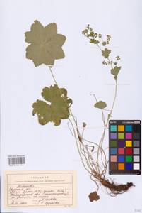 Alchemilla, Eastern Europe, North-Western region (E2) (Russia)