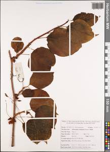 Schisandra chinensis (Turcz.) Baill., South Asia, South Asia (Asia outside ex-Soviet states and Mongolia) (ASIA) (Vietnam)