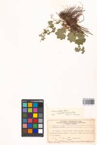 Alchemilla micans Buser, Eastern Europe, Moscow region (E4a) (Russia)