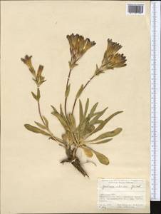 Gentiana olivieri Griseb., Middle Asia, Pamir & Pamiro-Alai (M2) (Uzbekistan)