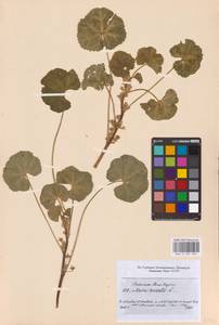 Malva pusilla Sm., Eastern Europe, North-Western region (E2) (Russia)