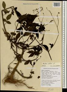 Bidens pilosa L., South Asia, South Asia (Asia outside ex-Soviet states and Mongolia) (ASIA) (Vietnam)