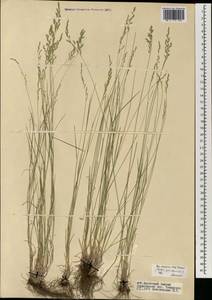 Poa versicolor Besser, Mongolia (MONG) (Mongolia)