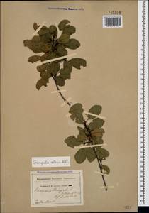 Frangula alnus Mill., Crimea (KRYM) (Russia)