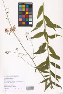 Adenophora liliifolia (L.) A.DC., Eastern Europe, Western region (E3) (Russia)