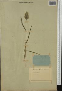 Bromus scoparius L., Western Europe (EUR) (Not classified)