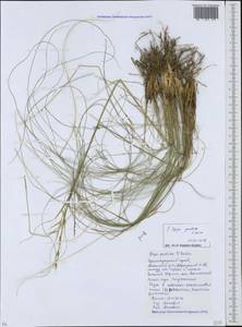 Stipa pontica P.A.Smirn., Caucasus, Krasnodar Krai & Adygea (K1a) (Russia)