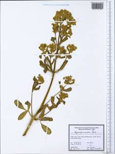 Smyrniopsis aucheri Boiss., South Asia, South Asia (Asia outside ex-Soviet states and Mongolia) (ASIA) (Turkey)