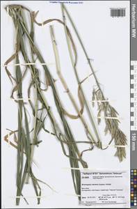 Bromus inermis Leyss., Siberia, Central Siberia (S3) (Russia)