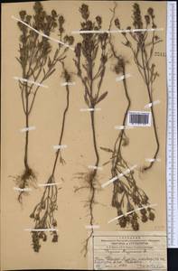 Origanum majorana L., Middle Asia, Western Tian Shan & Karatau (M3) (Kazakhstan)