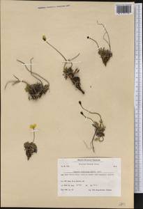 Oreomecon radicatum subsp. radicatum, America (AMER) (Greenland)