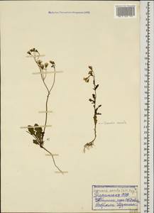 Crepis sancta subsp. sancta, Caucasus, Georgia (K4) (Georgia)