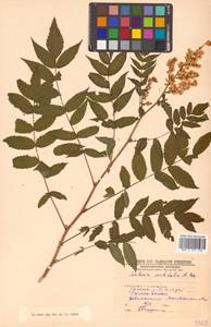 Sorbaria sorbifolia (L.) A. Braun, Siberia, Baikal & Transbaikal region (S4) (Russia)