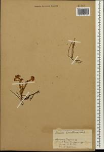 Sedum tenellum M. Bieb., Caucasus, Armenia (K5) (Armenia)