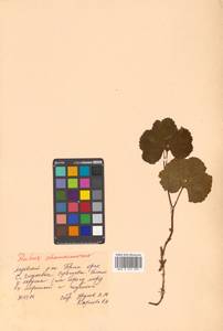 Rubus chamaemorus L., Siberia, Russian Far East (S6) (Russia)