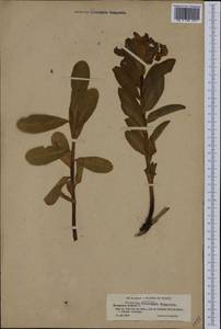 Euphorbia hyberna L., Western Europe (EUR) (France)