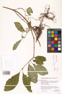 Syringa henryi C.K.Schneid., Eastern Europe, Central region (E4) (Russia)