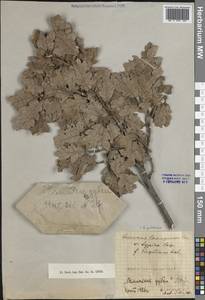 Quercus pubescens Willd., Crimea (KRYM) (Russia)