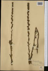 Campanula macrostachya Waldst. & Kit. ex Willd., Western Europe (EUR) (Hungary)