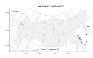 Vaccinium ovalifolium Sm., Atlas of the Russian Flora (FLORUS) (Russia)