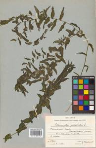 Potamogeton perfoliatus L., Siberia, Russian Far East (S6) (Russia)