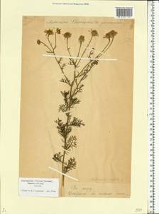 Matricaria chamomilla L., Eastern Europe, Estonia (E2c) (Estonia)
