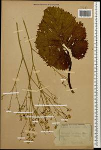 Crambe cordifolia Steven, Caucasus, Stavropol Krai, Karachay-Cherkessia & Kabardino-Balkaria (K1b) (Russia)