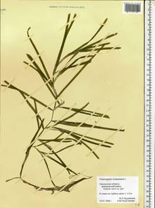 Potamogeton compressus L., Eastern Europe, Western region (E3) (Russia)