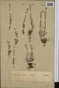Helichrysum arenarium (L.) Moench, Western Europe (EUR) (Germany)