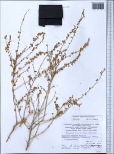 Atraphaxis virgata (Regel) Krasn., Middle Asia, Syr-Darian deserts & Kyzylkum (M7) (Kazakhstan)