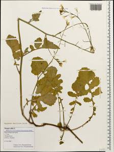 Raphanus raphanistrum subsp. maritimus (Don) Thell., Caucasus, Black Sea Shore (from Novorossiysk to Adler) (K3) (Russia)