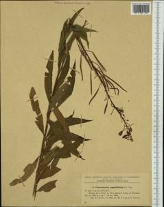 Chamaenerion angustifolium subsp. angustifolium, Western Europe (EUR) (Romania)