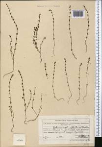 Galium verticillatum Danthoine ex Lam., Middle Asia, Northern & Central Tian Shan (M4) (Kazakhstan)