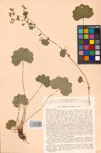 Alchemilla semilunaris Alechin, Eastern Europe, Moscow region (E4a) (Russia)