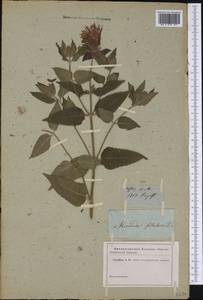 Monarda fistulosa L., America (AMER) (Russia)