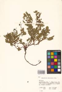 Sibbaldianthe orientalis (Soják) Mosyakin & Shiyan, Eastern Europe, Belarus (E3a) (Belarus)