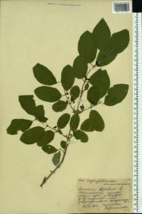 Lonicera xylosteum L., Eastern Europe, Central region (E4) (Russia)