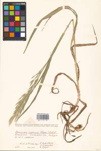 Bromus inermis Leyss., Eastern Europe, Belarus (E3a) (Belarus)