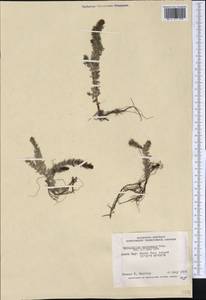 Myriophyllum sibiricum Komarov, America (AMER) (Canada)