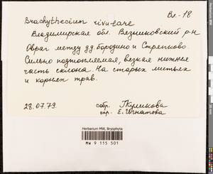 Brachythecium rivulare Schimp., Bryophytes, Bryophytes - Middle Russia (B6) (Russia)