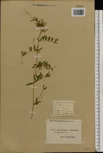 Vicia lens (L.) Coss. & Germ., Eastern Europe, Northern region (E1) (Russia)