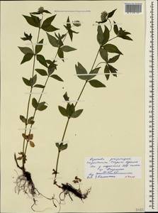 Asperula taurina L., Crimea (KRYM) (Russia)