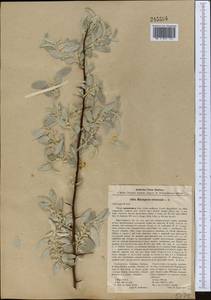 Elaeagnus angustifolia subsp. orientalis (L.) Soják, Middle Asia, Karakum (M6) (Turkmenistan)