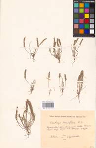 Plantago tenuiflora Waldst. & Kit., Eastern Europe, South Ukrainian region (E12) (Ukraine)