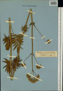 Valeriana pratensis subsp. angustifolia (Soó) Kirschner, Buttler & Hand, Eastern Europe, North Ukrainian region (E11) (Ukraine)