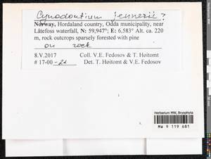 Cynodontium jenneri (Schimp.) Stirt., Bryophytes, Bryophytes - Western Europe (BEu) (Norway)