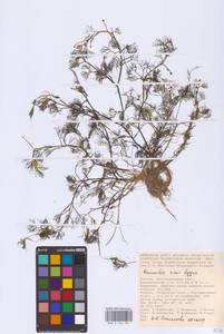 Ranunculus rionii Lagger, Eastern Europe, Lower Volga region (E9) (Russia)