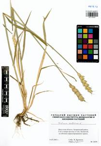 Triticum aestivum L., Siberia, Baikal & Transbaikal region (S4) (Russia)