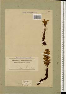 Orobanche alba Steph. ex Willd., Caucasus, Georgia (K4) (Georgia)
