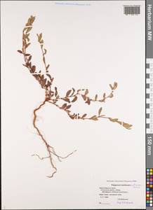 Polygonum maritimum × aviculare, Caucasus, Black Sea Shore (from Novorossiysk to Adler) (K3) (Russia)